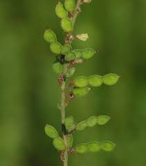 Attēlu rezultāti vaicājumam “Lycogala persicum sessile”