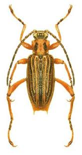 Attēlu rezultāti vaicājumam “Donacia dentata”