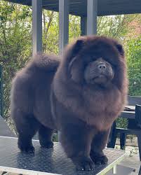 Znalezione obrazy dla zapytania chow