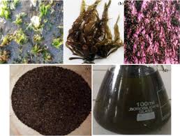 Attēlu rezultāti vaicājumam “Enteromorpha sp.”