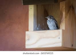 Attēlu rezultāti vaicājumam “Muscicapa striata nest”