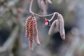 Attēlu rezultāti vaicājumam “Corylus avellana female flower”