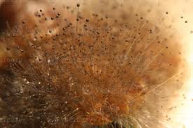 Attēlu rezultāti vaicājumam “Spinellus fusiger”