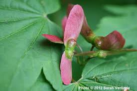 Attēlu rezultāti vaicājumam “Chenopodium acerifolium flower”