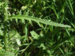 Attēlu rezultāti vaicājumam “Cirsium palustre”