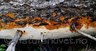 Attēlu rezultāti vaicājumam “Perenniporia subacida”