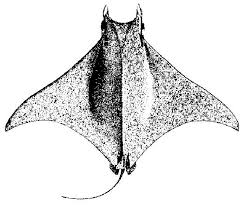 Image result for Mobula tarapacana