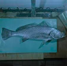 Image result for Argyrosomus inodorus