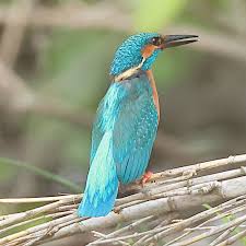 Attēlu rezultāti vaicājumam “Alcedo atthis adult”