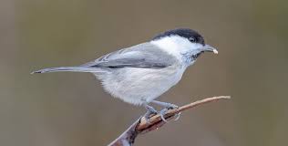 Image result for Poecile montana