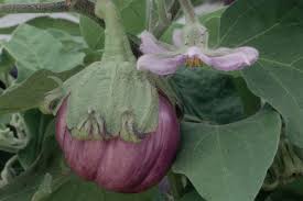 Afbeeldingsresultaat voor melanzana prosperosa eggplant
