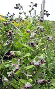 Attēlu rezultāti vaicājumam “Cynoglossum officinale leaf”
