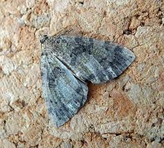 Attēlu rezultāti vaicājumam “Hydriomena furcata”