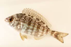 Image result for Spondyliosoma cantharus