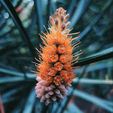 Attēlu rezultāti vaicājumam “Pinus mugo male flower”