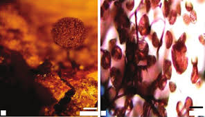 Attēlu rezultāti vaicājumam “Didymium megalosporum spores”