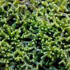 Attēlu rezultāti vaicājumam “Bazzania trilobata”