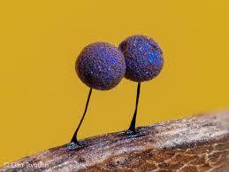 Attēlu rezultāti vaicājumam “Lamproderma pulchellum macro”