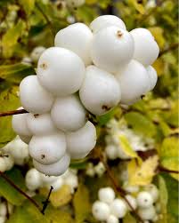 Attēlu rezultāti vaicājumam “Symphoricarpos albus fruit”