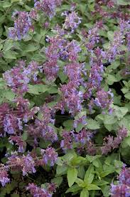 Attēlu rezultāti vaicājumam “Nepeta x faassenii flower”