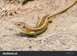 Attēlu rezultāti vaicājumam “Lacerta agilis female”