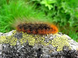 Attēlu rezultāti vaicājumam “Spilosoma lubricipeda”