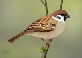 Image result for Passer montanus