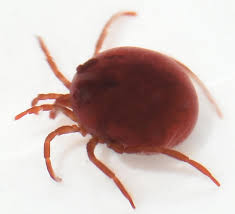 Attēlu rezultāti vaicājumam “Hydrachna”