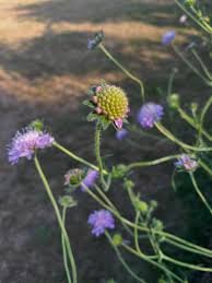 Image result for Knautia arvensis
