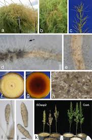 Attēlu rezultāti vaicājumam “Hygroamblystegium varium sporophyte”