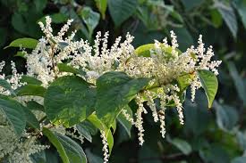 Attēlu rezultāti vaicājumam “Reynoutria japonica flower”
