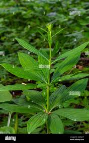 Attēlu rezultāti vaicājumam “Lilium martagon leaf”