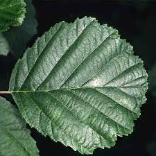 Attēlu rezultāti vaicājumam “Alnus glutinosa leaf”