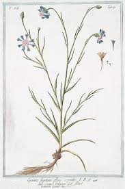 Attēlu rezultāti vaicājumam “Cyanus segetum”