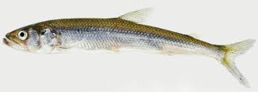 Image result for Osmerus eperlanus