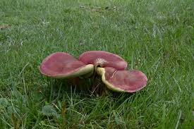 Attēlu rezultāti vaicājumam “Xerocomus rubellus”