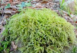 Attēlu rezultāti vaicājumam “Eurhynchium angustirete”