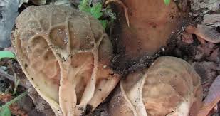 Attēlu rezultāti vaicājumam “Helvella acetabulum”