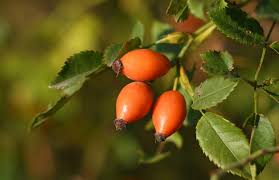 Attēlu rezultāti vaicājumam “Rosa canina”