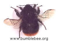 Attēlu rezultāti vaicājumam “Bombus lapidarius”