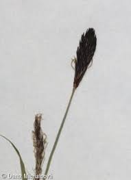 Attēlu rezultāti vaicājumam “Carex pilosa flower”
