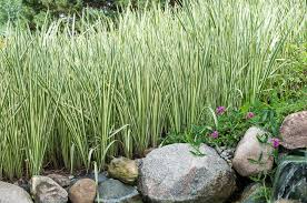 Attēlu rezultāti vaicājumam “Cychramus variegatus”