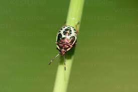 Attēlu rezultāti vaicājumam “Troilus luridus”