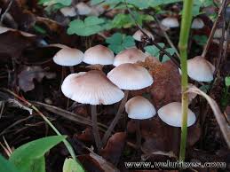 Attēlu rezultāti vaicājumam “Mycena zephirus”