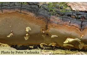 Attēlu rezultāti vaicājumam “Sporophagomyces chrysostomus”