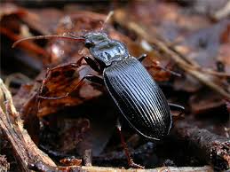 Attēlu rezultāti vaicājumam “Nebria brevicollis”