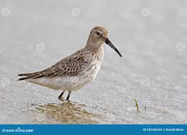 Image result for Calidris himantopus