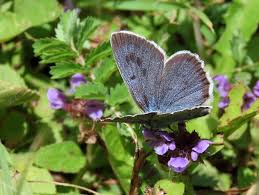 Attēlu rezultāti vaicājumam “Phengaris arion upperside”