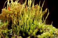 Attēlu rezultāti vaicājumam “Funariales”