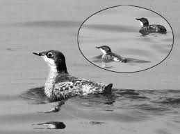 Image result for Brachyramphus perdix